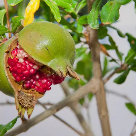 Aparthotel Olympic Ia