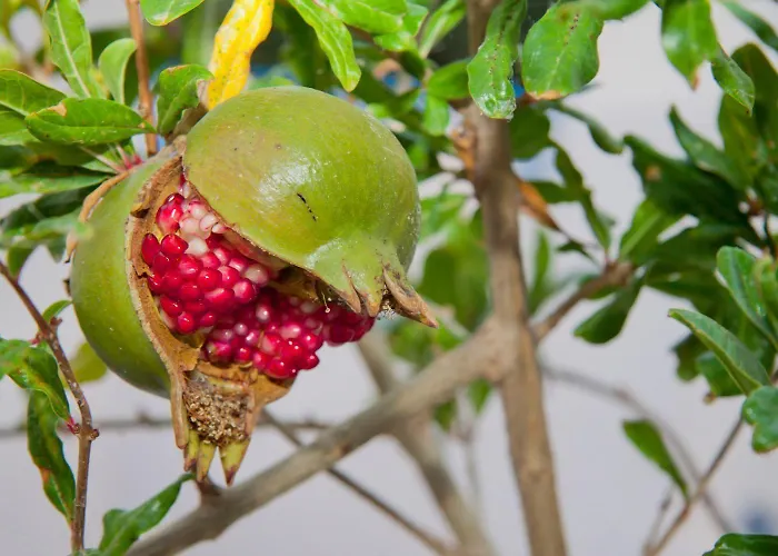 Aparthotel Olympic Oia